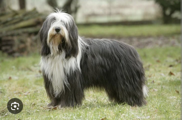 Can you recommend me a dog breed?