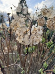 What is this yellow flower?