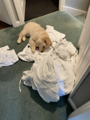 What do I need to know about getting a golden retriever?