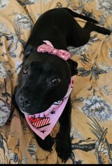 A dog photo thread - please share your pics