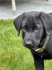 Anyone have a Golden Retriever puppy and found the magic cure to save your garden?