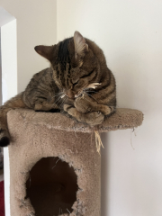 Thug cat part 5 - For he will not do destruction, if he is well-fed, neither will he spit without provocation.
