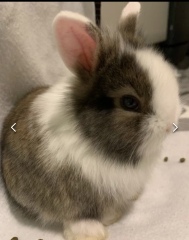 Buffy or Gizmo or Thumper