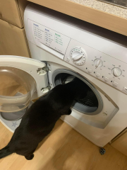Does your cat supervise the laundry?