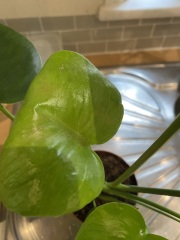 Is this thrips?! Help!