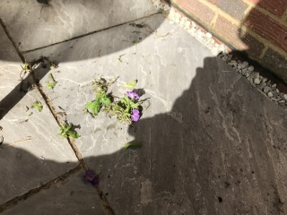 Anyone have a Golden Retriever puppy and found the magic cure to save your garden?