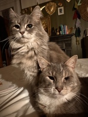 Are your cats moulting yet?
