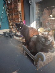 Machiavellian Misbehaviour- the Excellent Cats Deny Everything