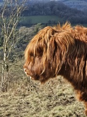 Tales and Tails and NMCs  -  the Excellent Cats March On