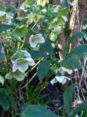 Any Witches here? Part 20