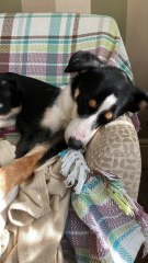 A dog photo thread - please share your pics