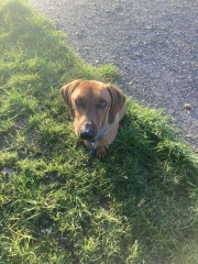 A dog photo thread - please share your pics