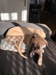 Puppy Survival Thread for New and Old Pups - Spring is around the corner!