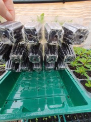 When to pot on seedlings?