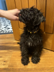 Puppy needs a name!