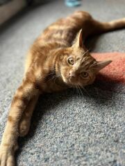 Advice needed for situation with poorly cat