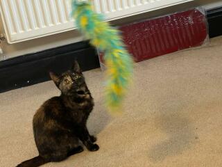 My poor kitten is going downhill - scared