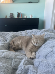 Would you offer a reward for info on a lost cat?