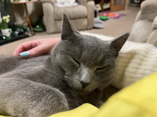 Tales and Tails and NMCs  -  the Excellent Cats March On