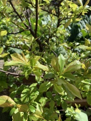 Can anyone recognise this plant? Think it’s a fruit tree…