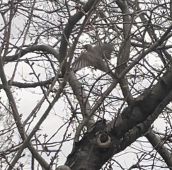 What is this bird? Like a thrush?