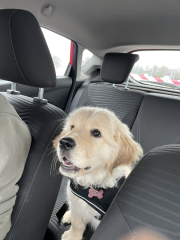 What do I need to know about getting a golden retriever?