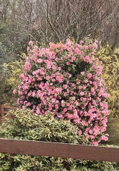 Plant ID, please
