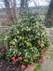 Camellia question and cherry blossom question