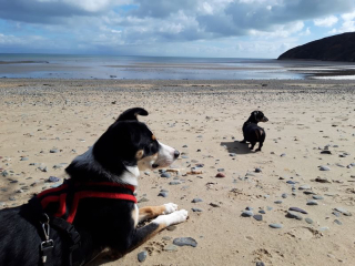 A dog photo thread - please share your pics