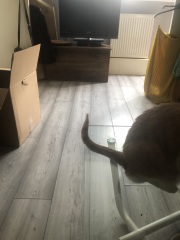 Machiavellian Misbehaviour- the Excellent Cats Deny Everything