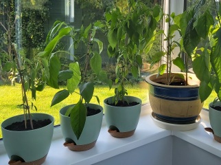 When & how to plant my peppers?