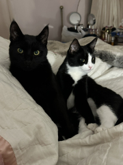 To check the cats haven't all been abducted by aliens
