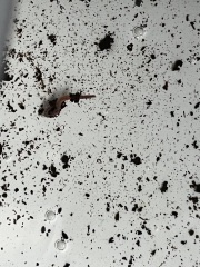 Yuck! What are these little worms?