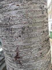 Trying to identify tree