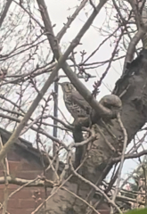 What is this bird? Like a thrush?