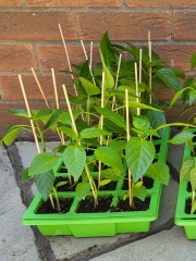 When & how to plant my peppers?