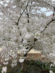 The Great Recovery part 2 - After Cancer treatment what next?