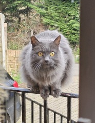 Tales and Tails and NMCs  -  the Excellent Cats March On