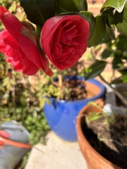 Plant ID please!