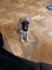 Puppy Survival Thread for New and Old Pups - Spring is around the corner!