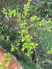 Are these hydrangeas?