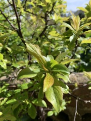 Can anyone recognise this plant? Think it’s a fruit tree…