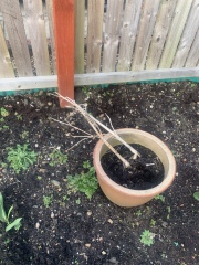 What have you done in the garden today Part 4 Spring 2024.