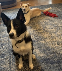 A dog photo thread - please share your pics