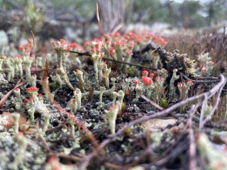 Come chat hiking with me!