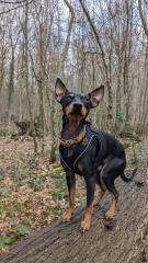 A dog photo thread - please share your pics