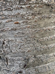 Trying to identify tree