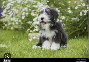 Can you recommend me a dog breed?
