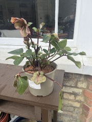 Underwhelming Nursery Delivery