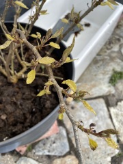 Very unhappy dwarf mulberry- any ideas?